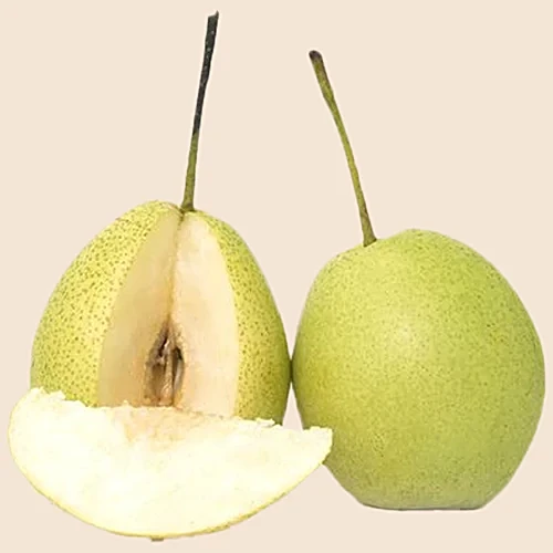 PEAR INDIAN TENCHY