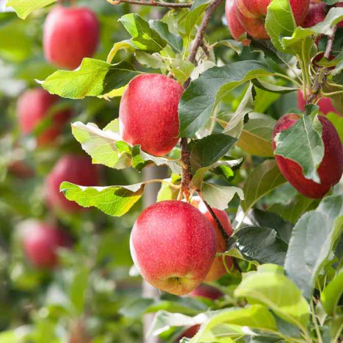 APPLE ROSE NEW ZEALAND