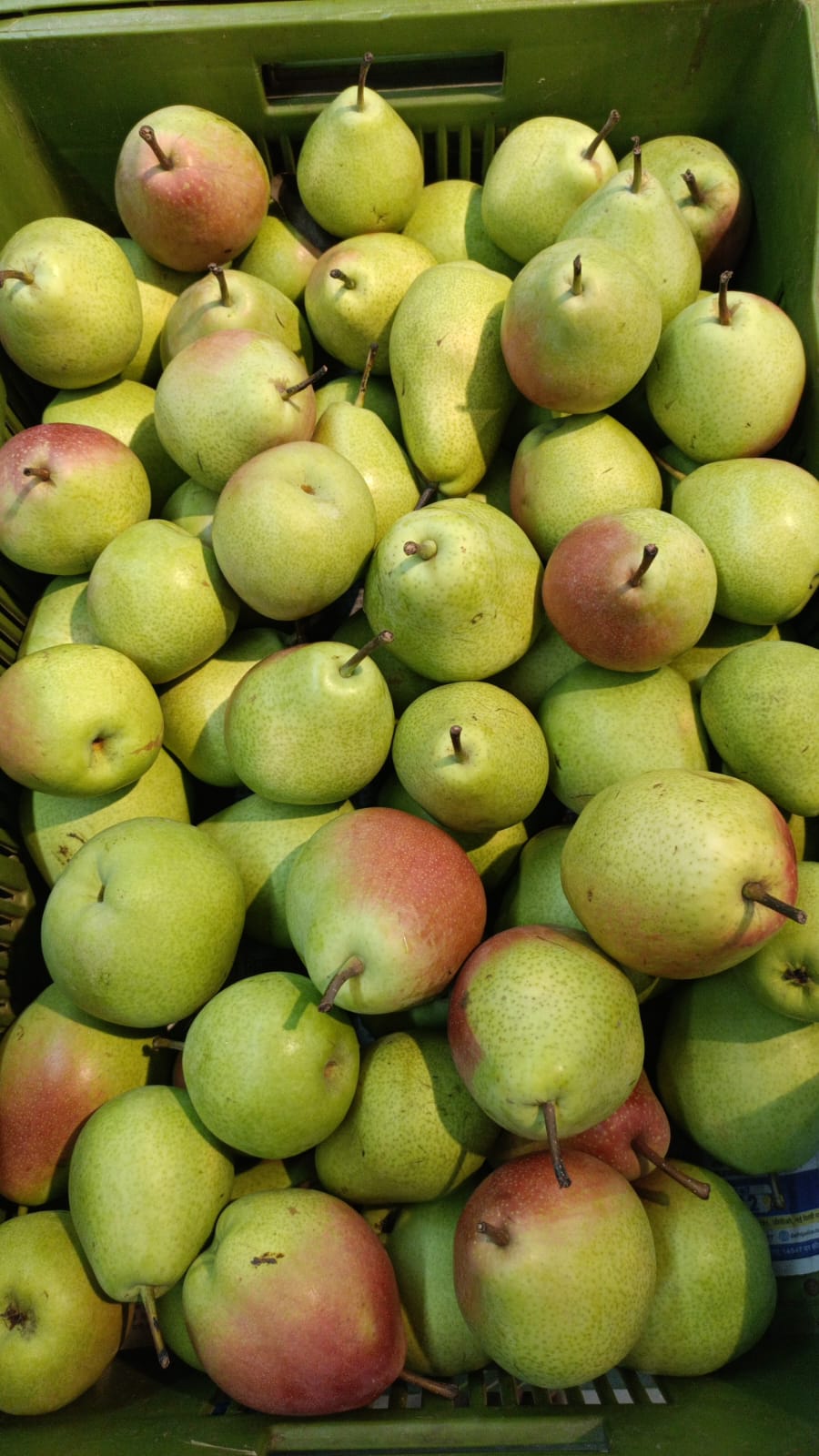 PEAR ASIAN