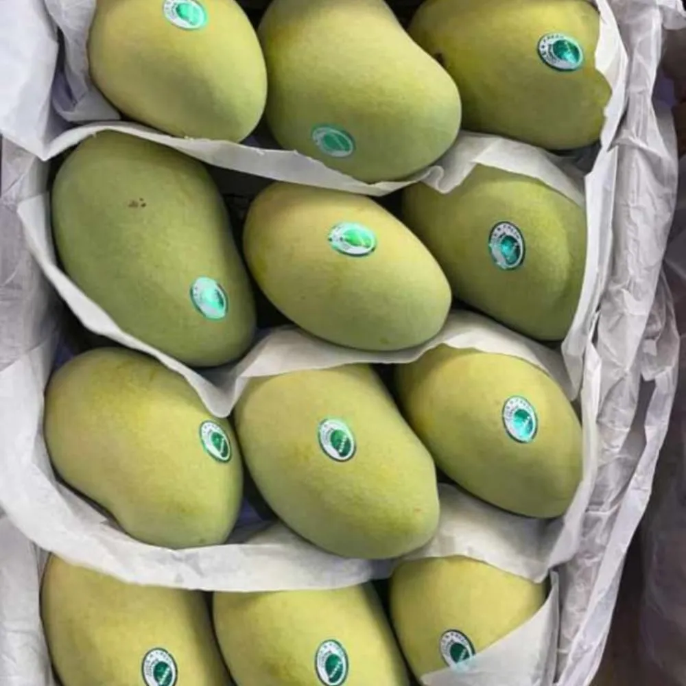 MANGO CHAUSA GOLDEN