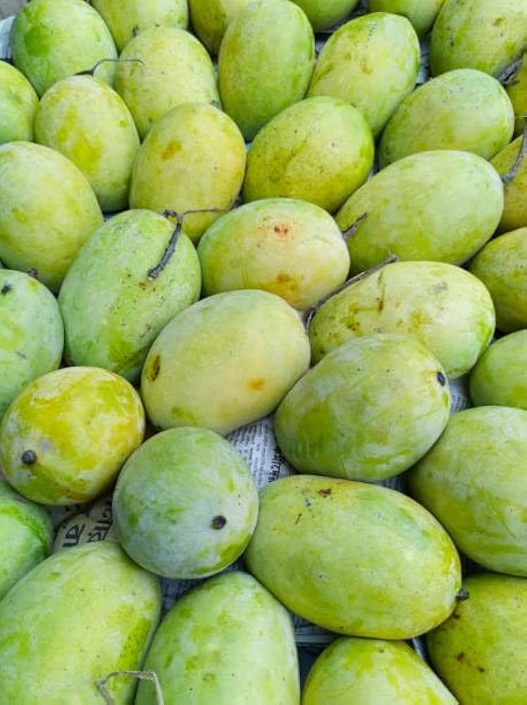 MANGO LANGRA GOLDEN