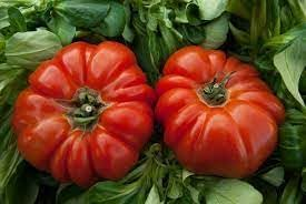 RAF TOMATO IMP - 1PC PACK