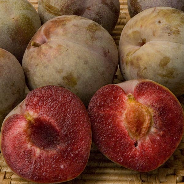 MARIPOSA PLUM BOX