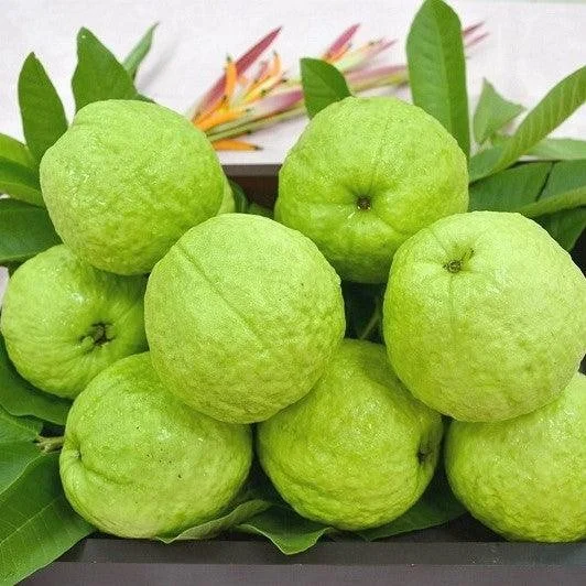 GUAVA HYBRIDE  450-600GM